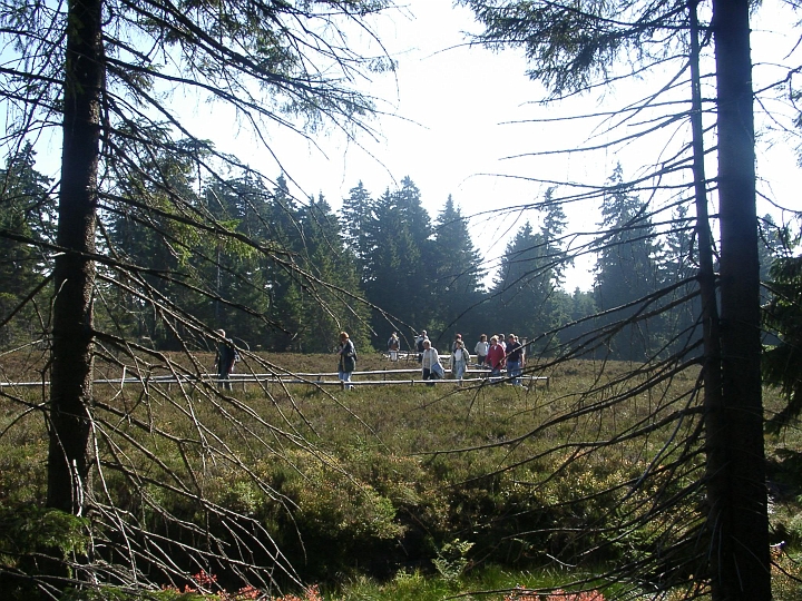 09300005.JPG - Wanderung nach Oberhof: Rundgang durch das Schuetzenberg-Hochmoor.