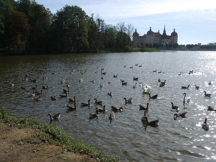 09180004.JPG - Schloss Moritzburg vom Nordwestufer des Sees gesehen 4