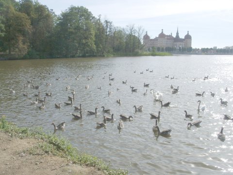 Schloss Moritzburg vom Nordwestufer des Sees gesehen