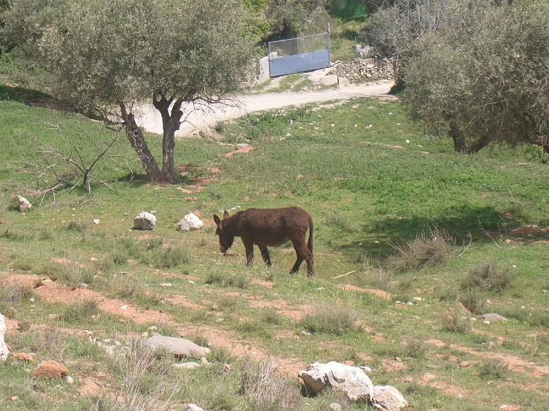CIMG0135.JPG - Tier (Esel) bei der Wanderung im Norden der Sierra Navada