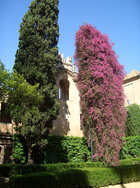 CIMG0237.JPG - Sevilla/Gärten des Königspalasts: Bougainvillea einmal nicht im Blumentopf