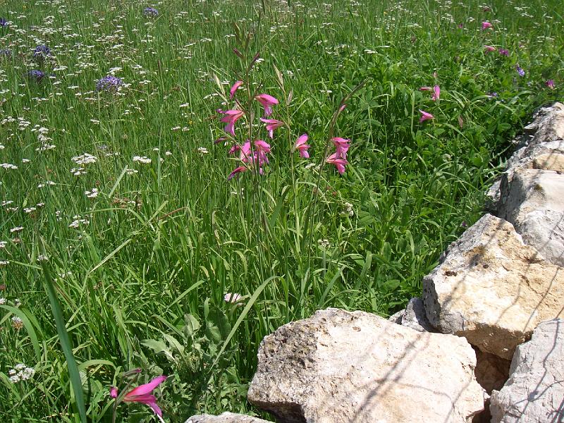 CIMG0282.JPG - Wanderung in der Sierra Grazalema: wilde Gladiolen