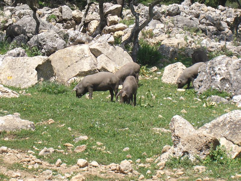 CIMG0284.JPG - Wanderung in der Sierra Grazalema: frei lebende Ibero-Schweine