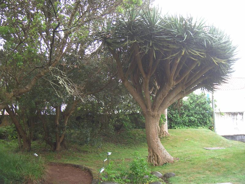 CIMG3365.JPG - Horta/Botanischer Garten: Drachenbaum