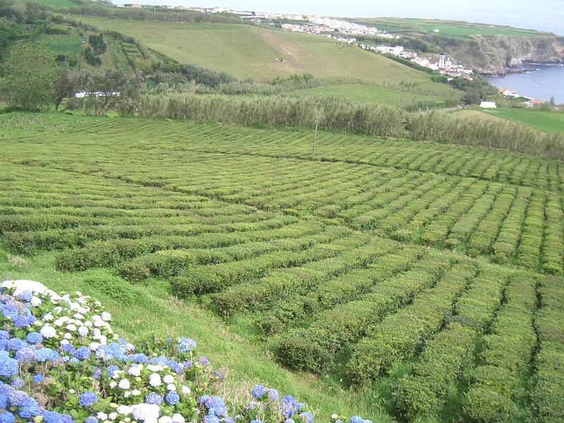 CIMG3444.JPG - Porto Formoso/Teeplantage: Blick ueber einige Teefelder.
