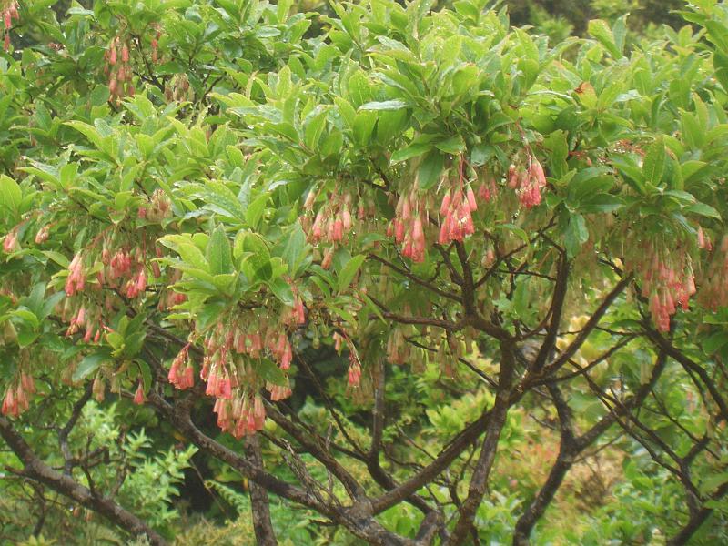 CIMG3277.JPG - Bei der Wanderung an der Caldeira de Guilherme Moniz sieht man diesen Heidelbeerbaum...