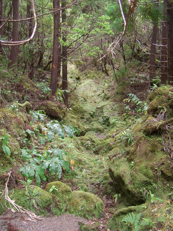 CIMG3255.JPG - Uriger Wald bei Wanderung in der Naehe der Santa Barbara Vulkane.