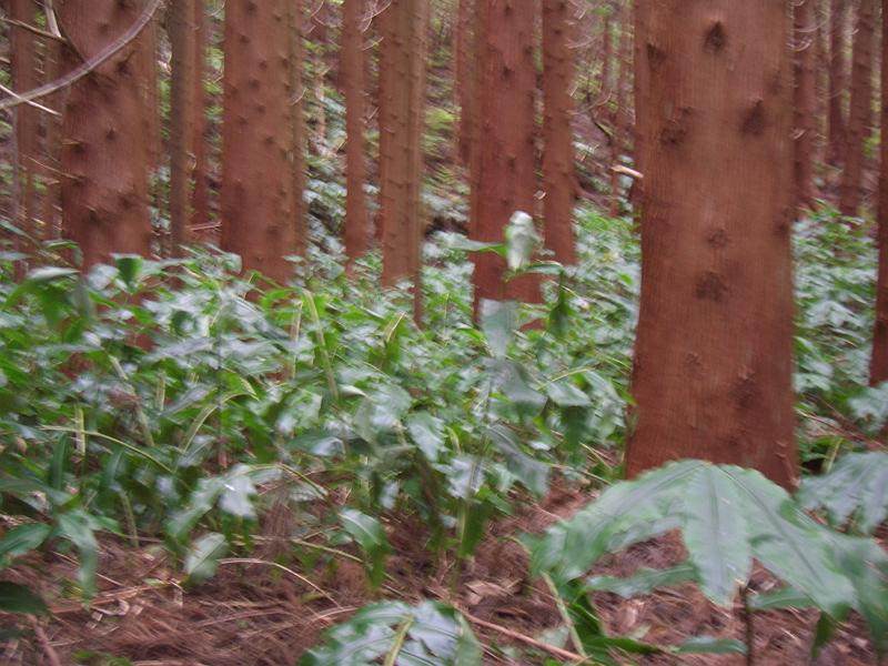 CIMG3256.JPG - Der Wald besteht vorwiegend aus japanischen Saebeltannen und falschem Ingwer.