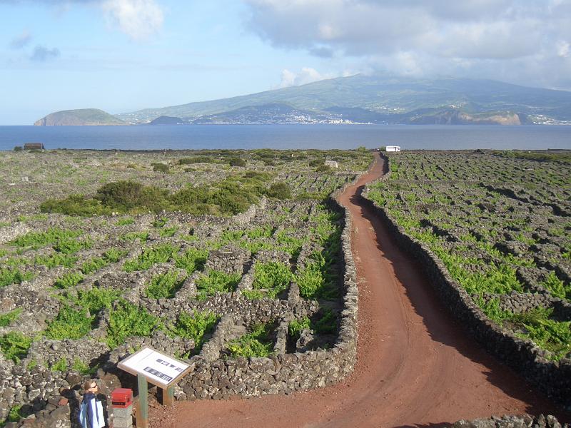 CIMG3375.JPG - bei Criaca Velha: Blick ueber die Weinfelder zur Insel Faial.