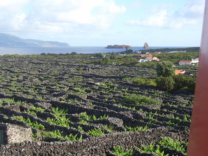 CIMG3376.JPG - bei Criaca Velha: Blick ueber die Weinfelder in Richtung Madalena.