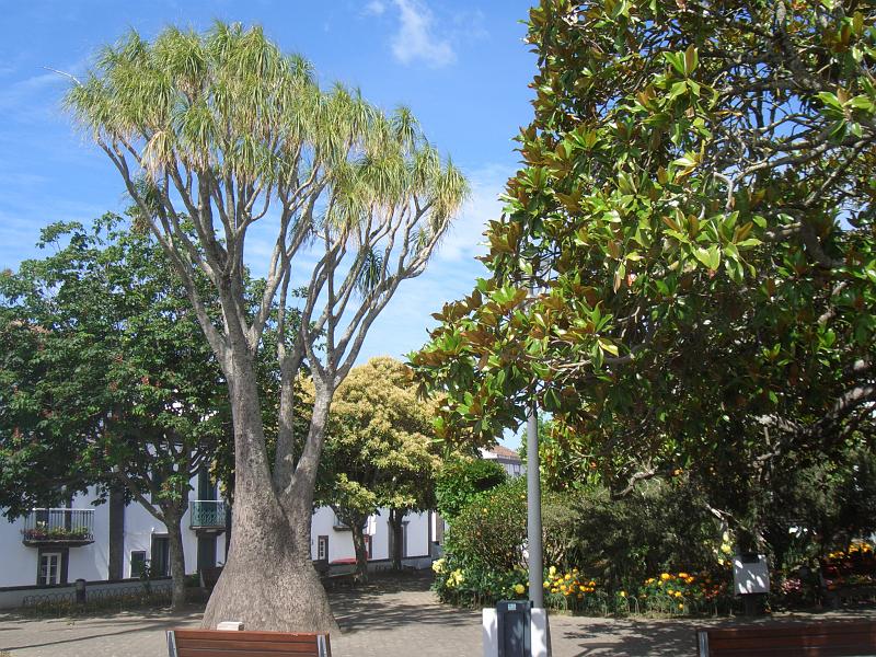 CIMG3494.JPG - Villa Franca do Campo: Parkanlage mit Elefantenfussbaum.