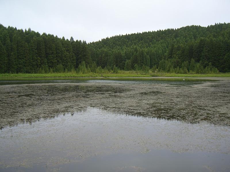 CIMG3413.JPG - Lagoa do Canario: Ein kleinerer See mit vielen Froeschen.