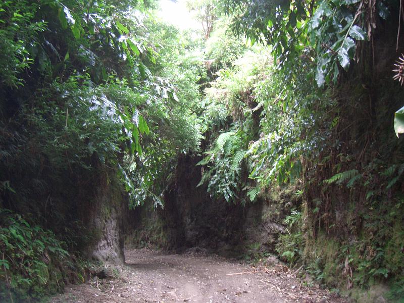 CIMG3427.JPG - Auf der Caldeirawanderung: Steiler Abstieg durch diesen Hohlweg zum Ort Sete Cidades.