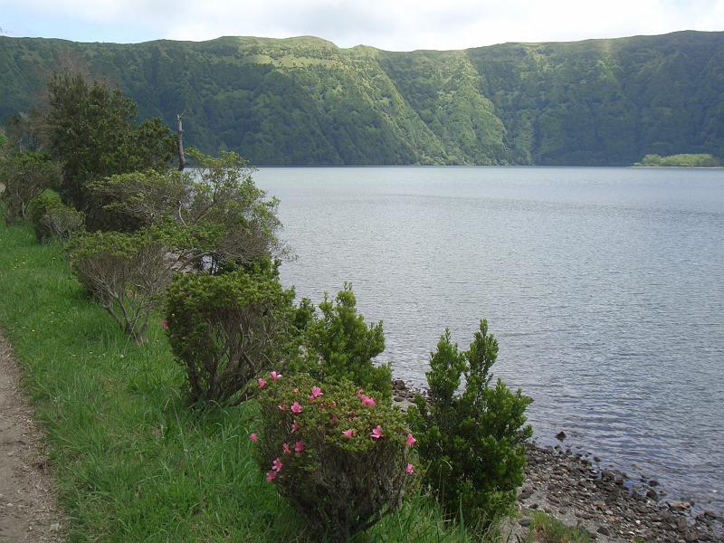 CIMG3430.JPG - Sete Cidades: Rosenbuesche am See.