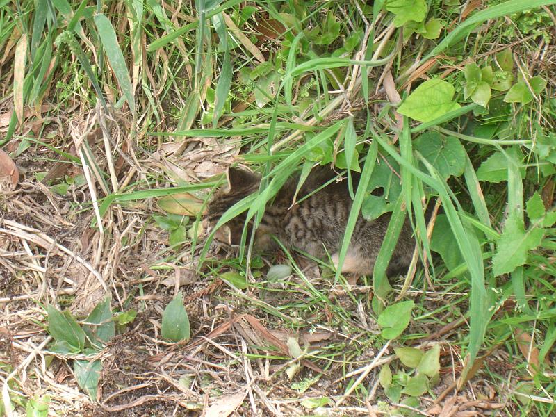 CIMG3431.JPG - bei Sete Cidades: Da hat doch tatsaechlich jemand eine kleine Katze ausgesetzt...