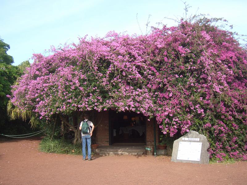 CIMG3435.JPG - Ponta Delgada/Ananasplantage: Der Eingang ist zugewachsen.