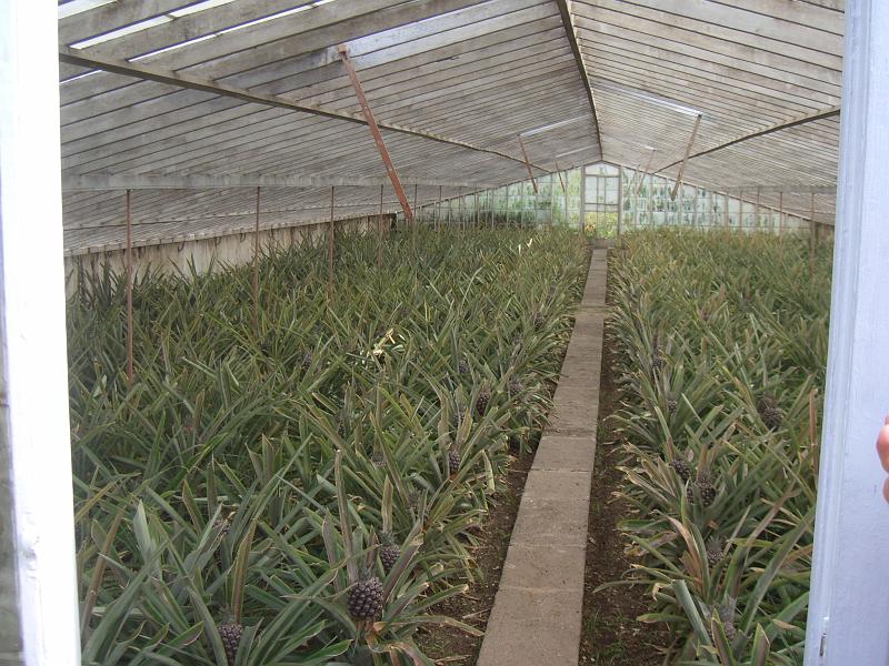 CIMG3436.JPG - Ponta Delgada/Ananasplantage: Die Ananas reift (die Fenster sind gekalkt, damit es nicht zu warm wird!).