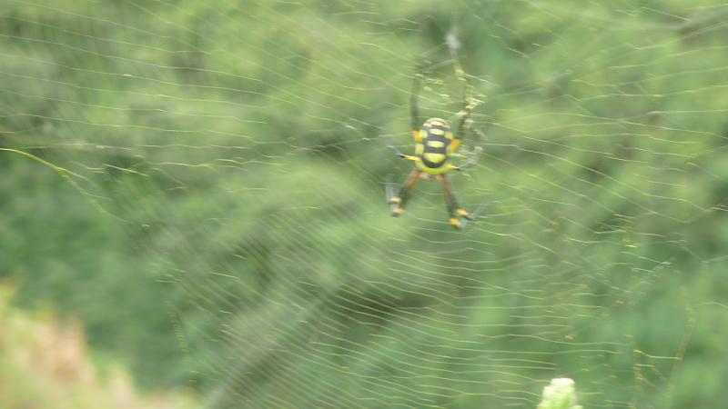 P1000129.JPG - Wanderung in der Serra da Malagueta: Das Spinnennetz mit Zebraspinne.