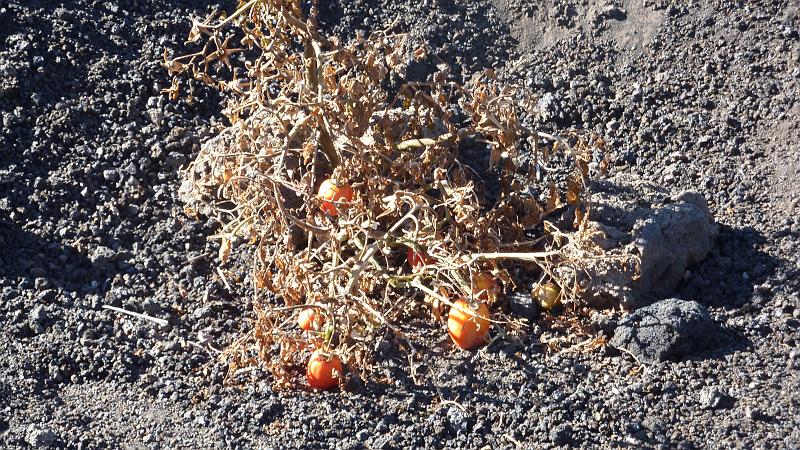 P1000195.JPG - Wanderung in Cha das Caldeiras: Auf dem fruchtbaren Boden wachsen sogar Tomaten.