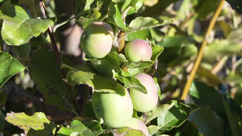 P1000198.JPG - Wanderung in Cha das Caldeiras: äpfel.