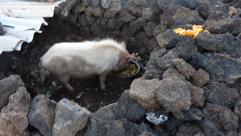 P1000207.JPG - Wanderung in Cha das Caldeiras: Die Schweine werden wegen dem Sonnenschutz in kleinen Erdlöchern gehalten.