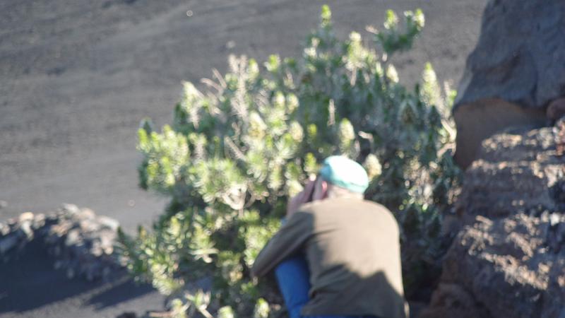 P1000209.JPG - Aufstieg zum Pico do Fogo: Gerhard fotografiert den endemischen Fogo-Natternkopf.