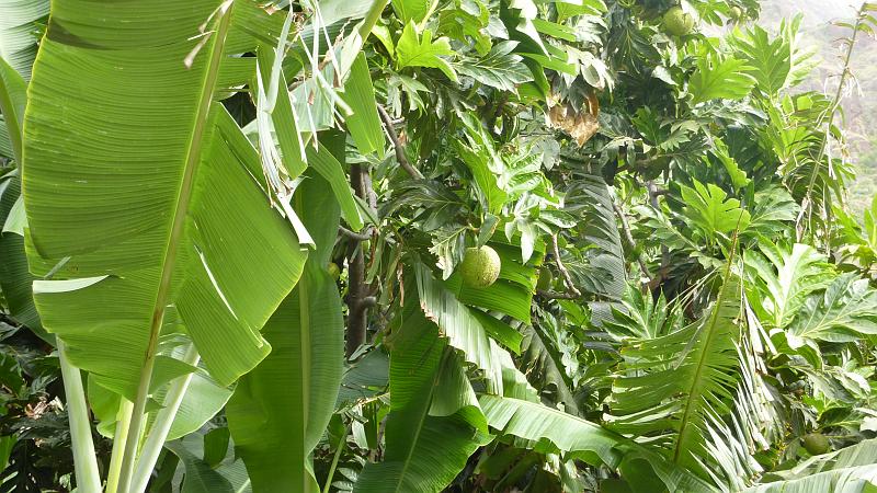 P1000382.JPG - Ribeira Grande: Brotfruchtbaum in einer Bananenplantage.