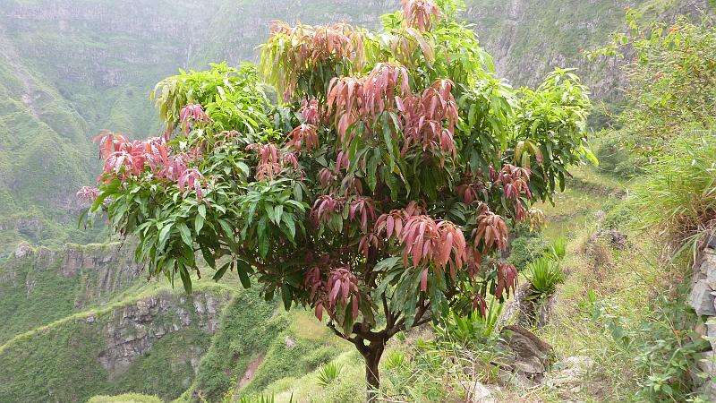 P1000393.JPG - Wanderung Coculi-Corda: Mangobaum mit neuen Blättern (die roten Blätter sind neu).