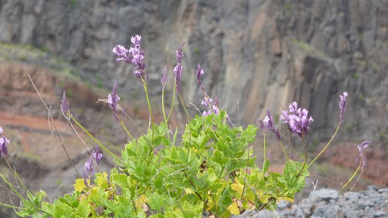 P1000427.JPG - Wanderung Bordeira de Norte: rotblättriger Lavendel.