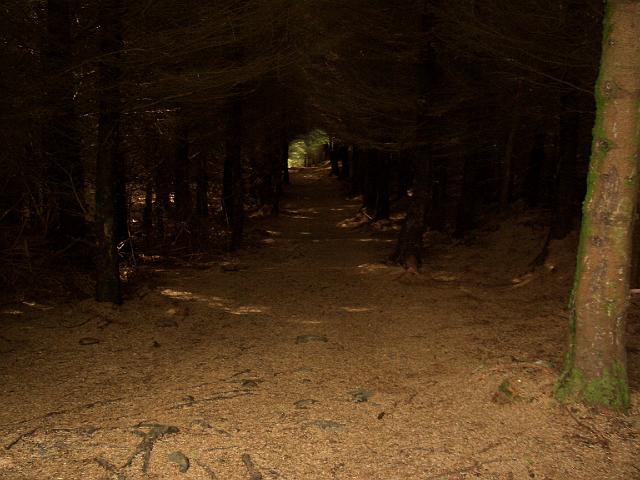 CIMG0484.JPG - Glendalough: durch den Wald drang fast kein Licht!