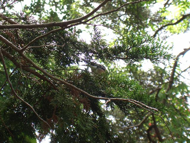 CIMG0521.JPG - Kildare/Irisches Nationalgestüt: der Vogel im Japanischen Garten will sich nicht richtig zeigen