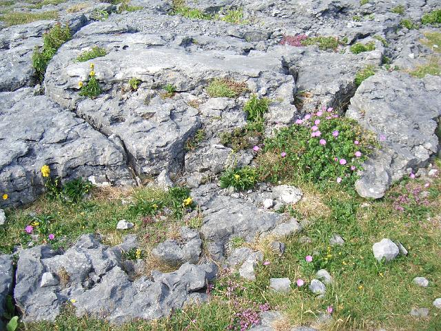 CIMG0617.JPG - Burren: Zwischen den Felsspalten wachsen viele verschiedene Pflanzen