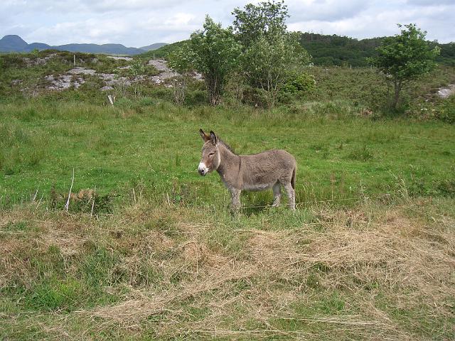 CIMG0669.JPG - Sligo/am Lough Gill: Ein Esel (es gibt nicht nur Schafe in Irland)