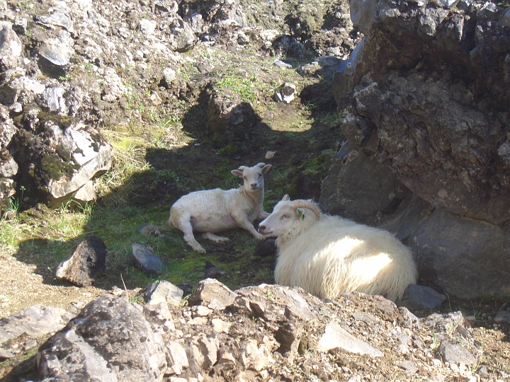 CIMG2404.JPG - Blahnjukur: Die Schafe suchen schlauerweise den Schatten.