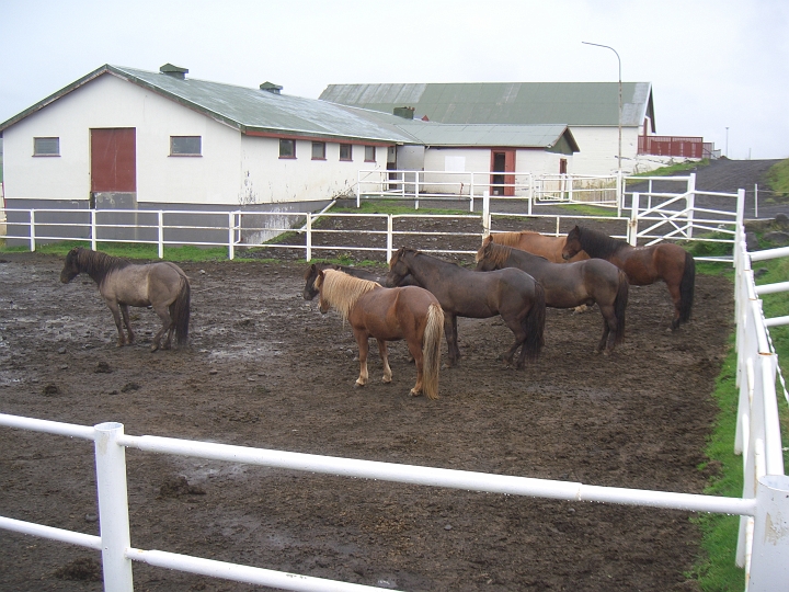 CIMG2777.JPG - Bauernhof Herridarhol: Pferdekoppel mit den Islandpferden (keine Ponnys!!!).