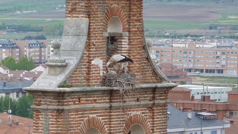 P1000733.JPG - Avila: An der Kirche Iglesia des Santiago nistet ein Storchenpaar (bei Vergrößerung kann man ein Junges erkennen).