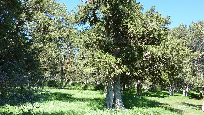 P1010043.JPG - Calatanazor: Diese Bäume sind mindestens 200 Jahre alt.