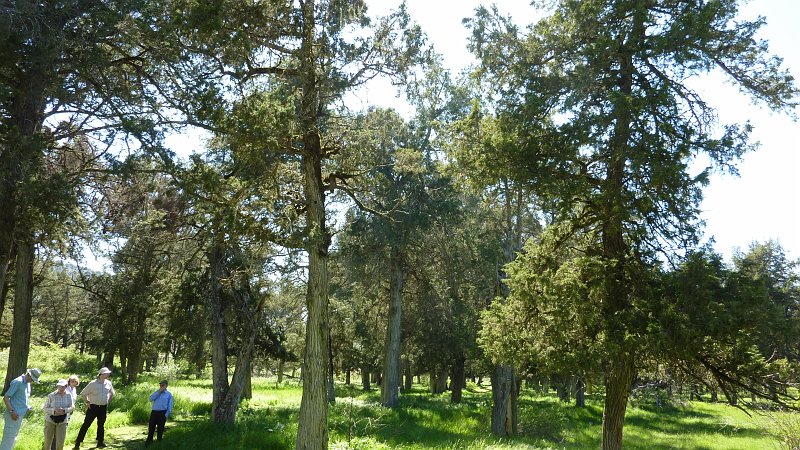 P1010045.JPG - Calatanazor: Der Naturpark hat die Bäume vor der vorzeitigen Abholzung geschützt.