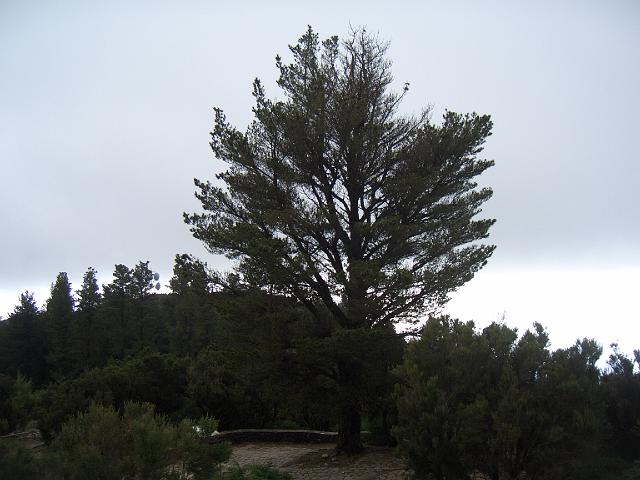 CIMG1162.JPG - Garajoney (1484m): Grosser Baum von der ursprünglichen Sorte.