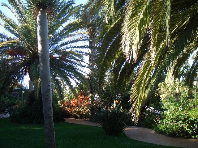 CIMG1904.JPG - La Palma Jardin: Palmen und Strelitzien