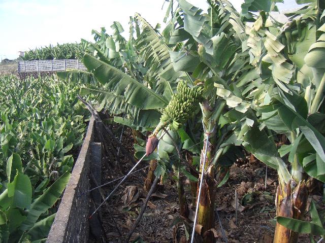 CIMG1923.JPG - Wanderung Tazacorte - El Time - Tazacorte: Bananenpflanze mit Blüte und Früchten