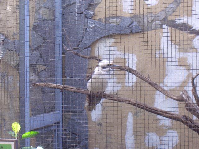 CIMG1971.JPG - Vogelpark El Paso: Dieser Vogel saß die ganze Zeit am selben Fleck...