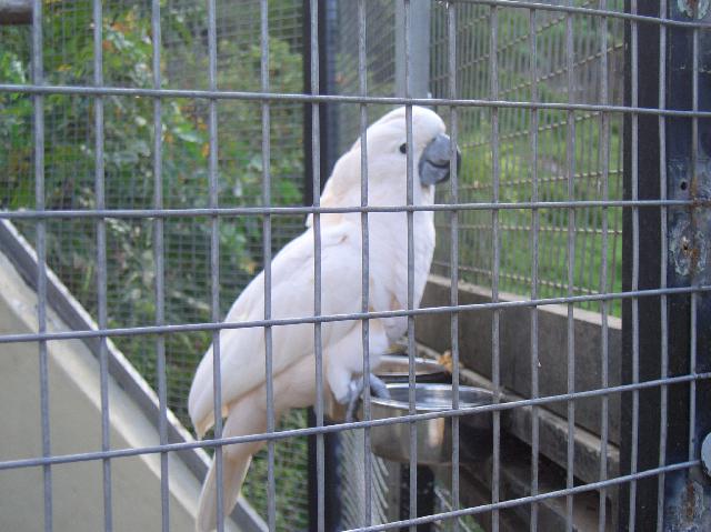 CIMG1978.JPG - Vogelpark El Paso: Kakadu beim Fressen