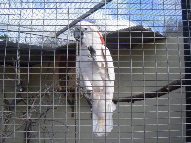 CIMG1979.JPG - Vogelpark El Paso: Der Kakadu ist neugierig