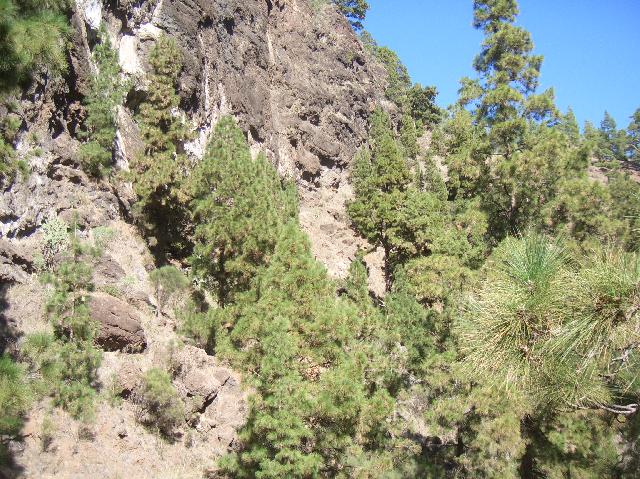 CIMG2013.JPG - Abstiegsweg zum Barranco de las Angustias: sonnige Steilhänge gab es viele