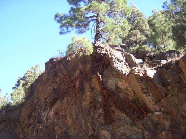 CIMG2026.JPG - Barranco de las Angustias: Dieser Baum im Barranco des Wasserfalls Colores hat freigelegte Wurzeln.