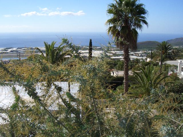 CIMG2102.JPG - La Palma Jardin: Blick von unserer Terrasse (Panoramabild 3/5)