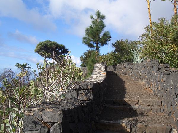 CIMG2960.JPG - Mirador bei Puntagorde: Blick zum Drachenbaum.