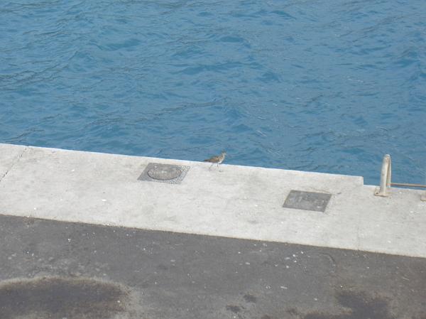 CIMG3047.JPG - Puerto de Tazacorte: seltsamer Vogel am Hafenbecken...