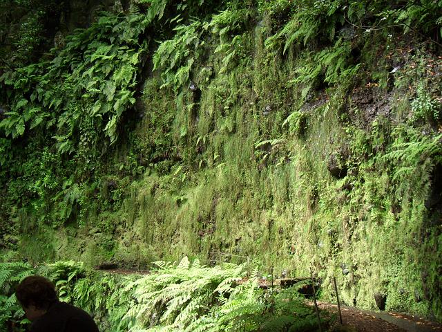 CIMG1319.JPG - Levada da Janela: Flechten und kleine Wasserfälle in der Wand über dem Weg.